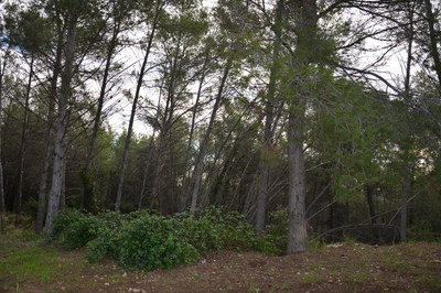 Aquest estiu, cal extremar encara més les precaucions a l'hora de gaudir del bosc (foto: Ajuntament de Rubí).