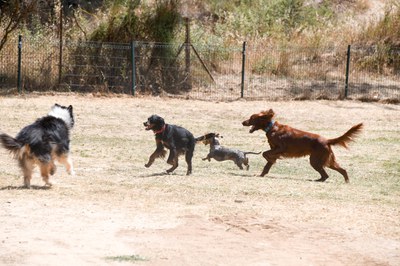 Rubí disposa de diversos espais per a l’esbarjo dels gossos (foto: Ajuntament de Rubí – Localpres).