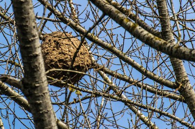 La vespa velutina instal·la els seus nius, preferentment, a les branques altes dels arbres (foto: Ajuntament de Rubí).