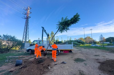 Plantació a la zona d'esbarjo de gossos de la rotonda de la C14131a - ctra. de Terrassa (foto: Ajuntament de Rubí – Localpres).