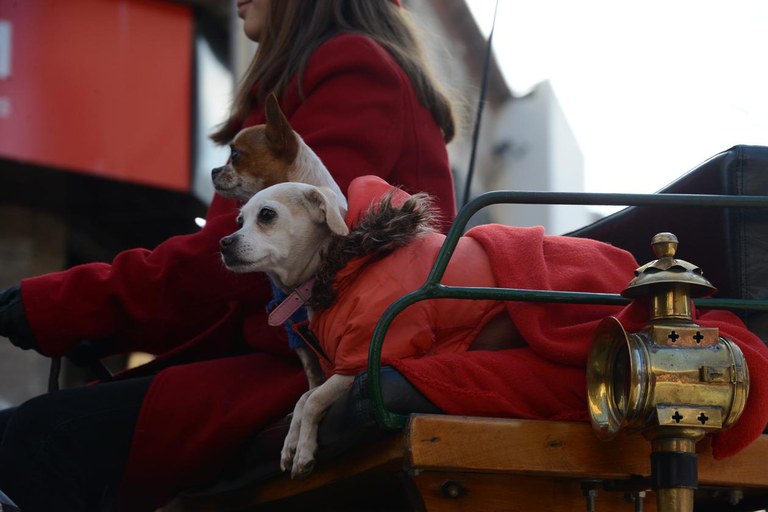 Els animals, protagonistes de la rua (foto: Localpres)