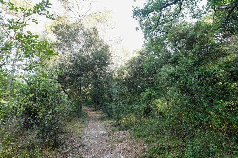 El itinerario está repleto de robles, encinas, pinos piñoneros, laureles y madroños, así como varias especies de arbustivas (foto: Ayuntamiento de Rubí - Localpres)