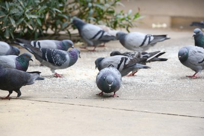 Está prohibido alimentar a las palomas con el objetivo de evitar su exceso de población (foto: Ayuntamiento de Rubí).