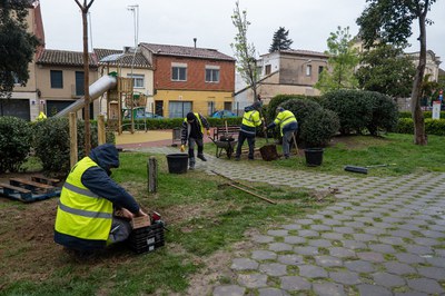 Hace unos días se plantaron dos nuevos árboles en la pl. Figueras (foto: Ayuntamiento de Rubí - Localpres).