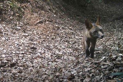 Un zorro, pillado por la cámera de Enxampats al Bosc (foto: @enxampatsalbosc).