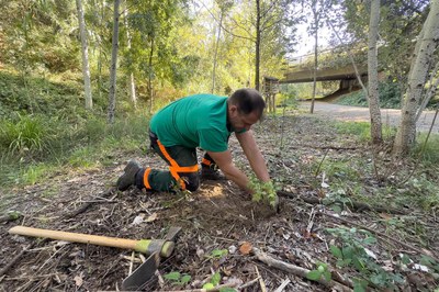 Las labores de plantación se están llevando a cabo estos días (foto: Ayuntamiento de Rubí – Localpres).