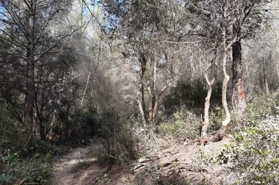 Las tareas de prevención de incendios buscan evitar que, en caso de producirse un fuego, las llamas se esparzan con facilidad, entre otros (foto: Ayuntamiento de Rubí).