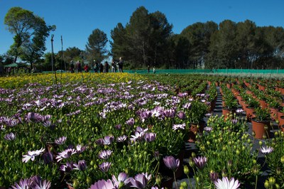 Los visitantes podrán adquirir las plantas que se producen en la finca (foto: Ayuntamiento de Rubí – Localpres).
