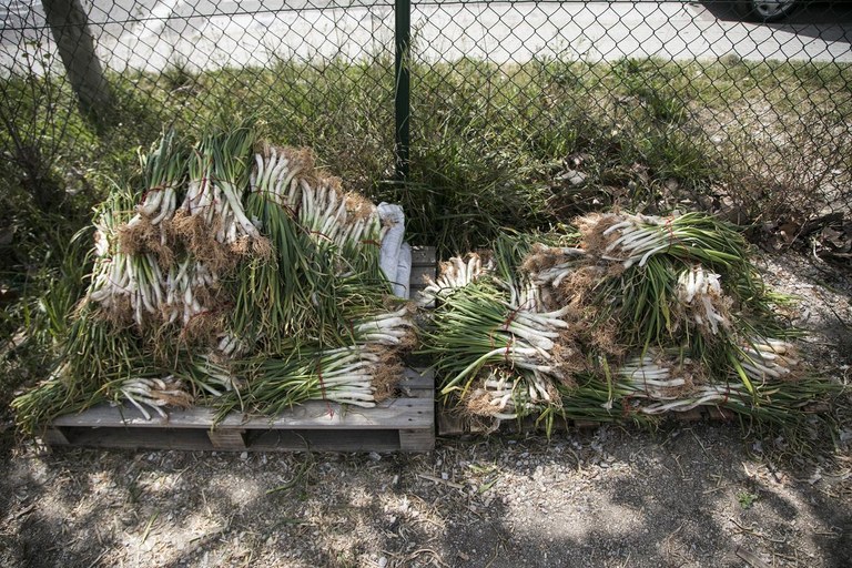 Durante la comida se han servido los "calçots" que se han cultivado en el huerto comunitario (foto: Ayuntamiento – Lali Puig)