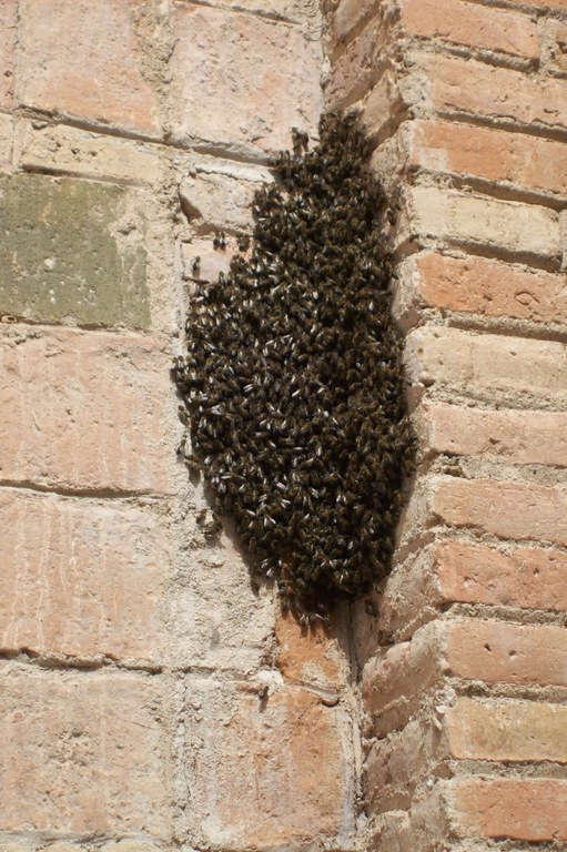 Enjambre de abejas I