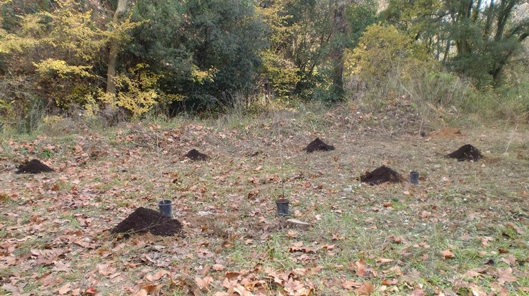 Jornada de plantación 2013/2014 II