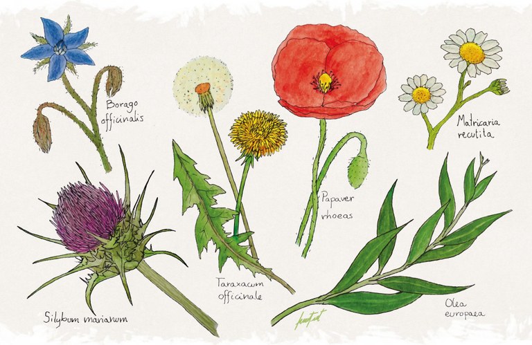 Júlia Herranz - Plantes medicinals