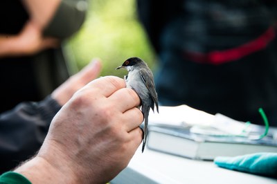 Un momento del anillamiento científico de aves, en una edición anterior del Día de la Tierra. Fotografía: Ayuntamiento de Rubí..